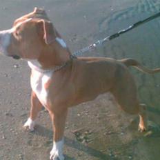 Amerikansk staffordshire terrier kowo