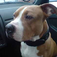 Amerikansk staffordshire terrier kowo