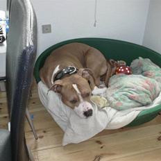 Amerikansk staffordshire terrier kowo