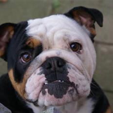 Engelsk bulldog R.I.P Berta <3