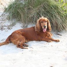 Cocker spaniel Ibber