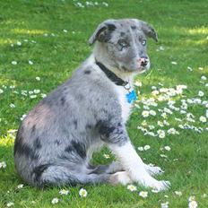 Border collie Rooney