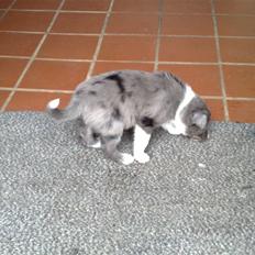 Border collie Rooney