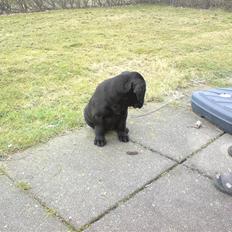 Labrador retriever Gucci