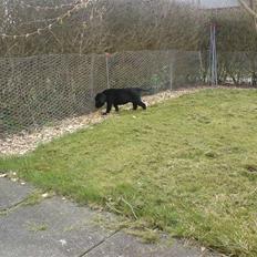 Labrador retriever Gucci