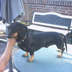 Gravhund Haurdals Frans