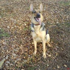 Blanding af racer Herdis