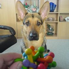 Blanding af racer Herdis