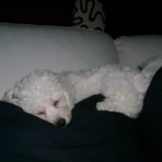 Bichon à poil frisé Malou