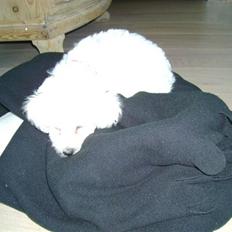 Bichon à poil frisé Malou