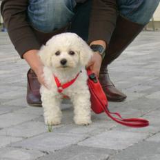 Bichon à poil frisé Malou