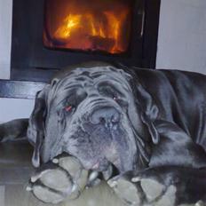 Mastino napoletano max