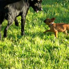Griffon petit brabancon louie