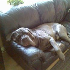 Mastino napoletano max