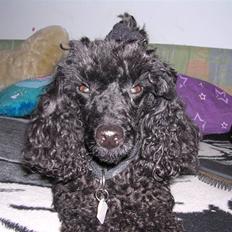 Mellempuddel krølle miin <'3 !