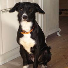 Border collie Trille