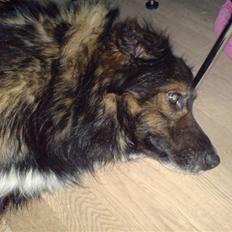 Blanding af racer Balti