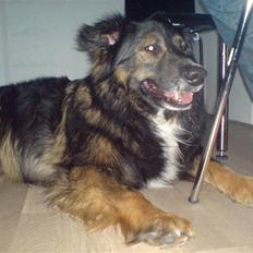 Blanding af racer Balti