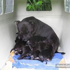 Staffordshire bull terrier Cino