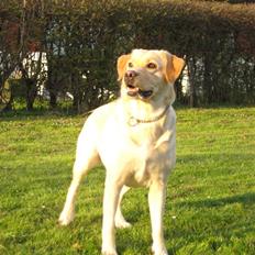 Labrador retriever Holmgrens Hunters Coca