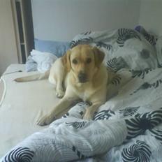 Labrador retriever Holmgrens Hunters Coca