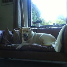 Labrador retriever Holmgrens Hunters Coca