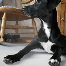 Blanding af racer Maloue