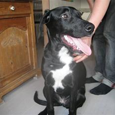 Blanding af racer Maloue