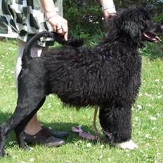 Portugisisk vandhund DeeDee