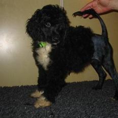 Portugisisk vandhund DeeDee