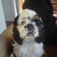 Amerikansk cocker spaniel Pocket:]