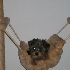 Yorkshire terrier Georgio Armani