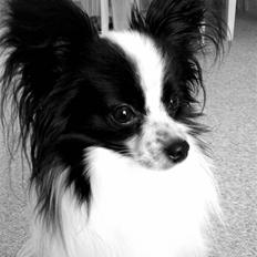 Papillon Anton