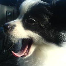 Papillon Anton