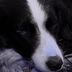 Border collie Joe Dalton