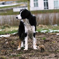 Border collie Joe Dalton