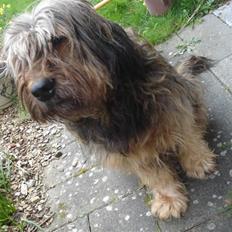 Briard >> † Cheri Aflivet †  <<