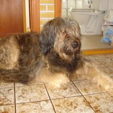 Briard >> † Cheri Aflivet †  <<