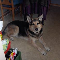 Schæferhund mitzu DØD d 16/6-09R.I.P