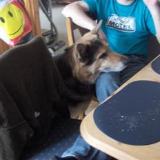 Schæferhund mitzu DØD d 16/6-09R.I.P