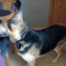 Schæferhund mitzu DØD d 16/6-09R.I.P