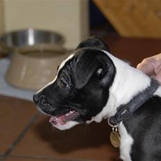 Amerikansk staffordshire terrier Kuno