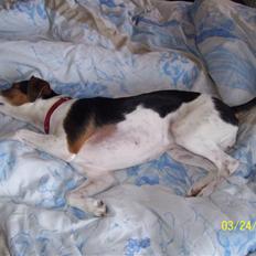 Dansk svensk gaardhund funny