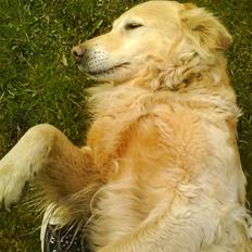 Golden retriever Luna