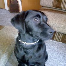 Labrador retriever Molly