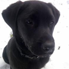 Labrador retriever Molly