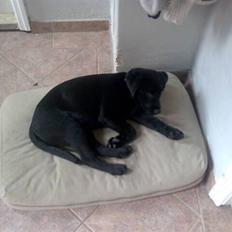 Labrador retriever Molly