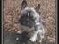 Fransk bulldog Kato *RIP* - Kato i Bernstorffsparken