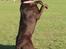 Australsk kelpie Born To Work Brown Bellis - Bellis januar 08 - taget af Carina Enevoldsen www.aussies.dk