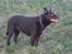 Australsk kelpie Andy (Born To Work Andy) - Andy januar 08 - det nye sted
